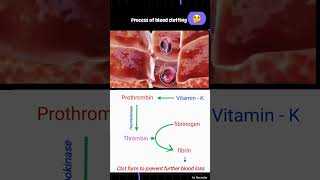 Process of Blood clotting  Blood clotting gurudham shorts [upl. by Netnilc]