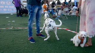 Dalmatian charged after seeing rottweilers at dog show [upl. by Thurman]