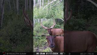 Best Trail Camera Footage We Captured This Week [upl. by Heyman]