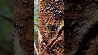 The Sound of Cicadas Cheeveedu  ചീവീട്  shorts nature sound forest [upl. by Enyleuqcaj]