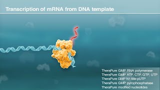 mRNA synthesis by in vitro transcription [upl. by Onurb585]