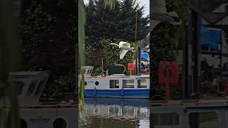 Swan flying in and landing on water [upl. by Vaden]