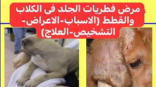 مرض فطريات الجلد فى الكلاب والقطط Ringworm Dermatophytosis in Dogs and Cats [upl. by Aratahs]