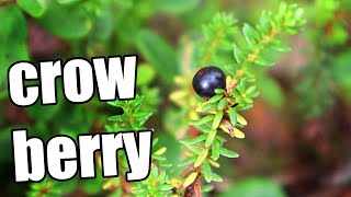 CROWBERRY  Foraging a Tiny Berry in Finland  Jam Review Weird Fruit Explorer [upl. by Haidebez]