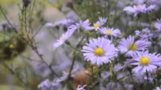 REvolution 2 March of the Michaelmas Daisies [upl. by Akirat460]