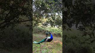 Mor cry in forest vfx Amazon jungle is very beautifulbirdsnature [upl. by Nahtanaoj]