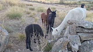 Alpacas de Gredos An Evening With the Hembras and Their Cria [upl. by Orv]