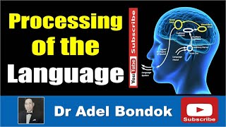 Cortical Processing of Language Dr Adel Bondok [upl. by Jonathon]