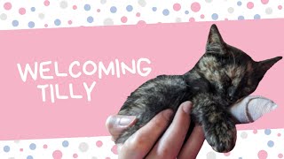 Welcoming Tilly a kitten thrown from a moving vehicle on the highway [upl. by Melicent]