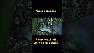 The Scariest Animals Youve Never Seen ScaryAnimalsNatureDocumentary TerrifyingCreatures [upl. by Deckert]