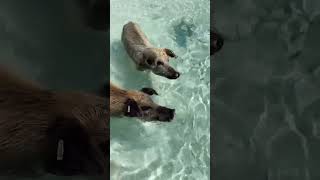 The Swimming Pigs of Bahamas  Exuma Pig Beach bahamas travel shorts [upl. by Esta]