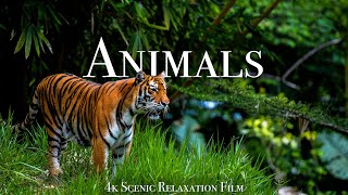 Animals Of The World 4K  Scenic Wildlife Film With Calming Music [upl. by Nedak535]