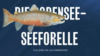 Die BodenseeSeeforelle  Ein Leben voller Hindernisse [upl. by Eedeed]