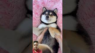 ASMRManyu nail cutting and more dog pets cute puppy shorts fluffypuppies [upl. by Selene]