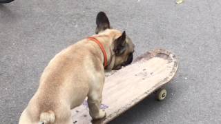 Skateboarding dog in Clissold Park [upl. by Sudhir]