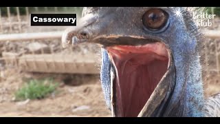 Get Ready To Run Away If You Meet Cassowary The Worlds Deadliest Bird  Kritter Klub [upl. by Essej]