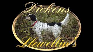 Dickens Llewellin Setters amp Puppies httpwwwdllewellinsultihostnet [upl. by Ekralc139]