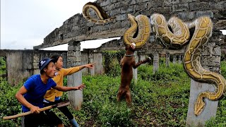 KING PYTHON87  Brave Pitbull and Hunter Kill 2 Giant Pythons That Attack Young Girl King Cobra [upl. by Deerdre426]