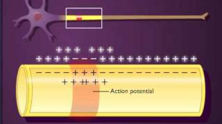 Action potential propagation in an unmyelinated axon [upl. by Phebe297]