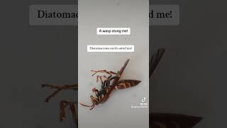 Diatomaceous earth to the rescue for a wasp sting [upl. by Kerrie]