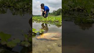 Best Bamboo Tools Teta Fishing In The World fishing amazing fish ytshorts viral fish bigfish [upl. by Ultima]