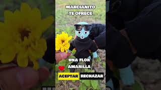 FLORES AMARILLAS 🌻 paz tendencia 21deseptiembre floresamarillas short funny cute love [upl. by Nrobyalc]