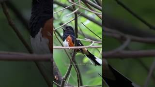 Eastern Towhee Calling Sounds [upl. by Lavena724]