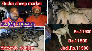 11124 Gudur Market goat sheepfarm sheepvideos nellorejodipi gudur ongole low price [upl. by Erelia]