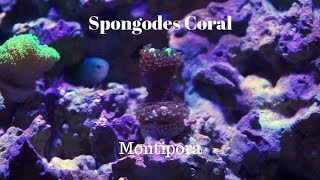 Spongodes Montipora Coral Care [upl. by Aliban]