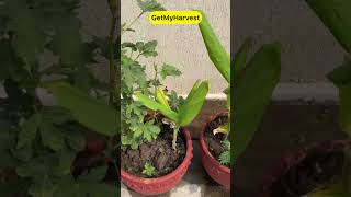 Turmeric  Herb Series Episode 8  Haldi ugane ke bare mein shorts [upl. by Mayes]