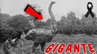 ÚLTIMO ENCUENTRO con el AVE MOA ¡El Gigante de las Aves 🤯 [upl. by Josh841]