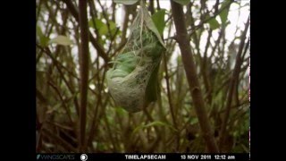 Atlas moth spinning cacoon  time lapse [upl. by Anerol]