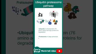 Ubiquitin Proteasome pathway explained in 1 minute [upl. by Arbba]