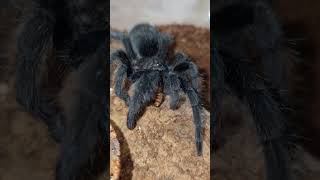 Grammostola Pulchra  The Brazilian Black Tarantula tarantula spider grammostolapulchra brazil [upl. by Roseanna]