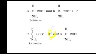 Amino acid in acidic and alkaline medium Isoelectric Point [upl. by Ellehcen]