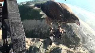 Parahawking Fly with a bird [upl. by Patterman]