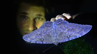 GIANT BLACK WITCH MOTH Ascalapha odorata  Entomologist admires insect [upl. by Grefe]