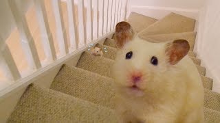 😤 HAMSTER VS STAIRS 💪💦 [upl. by Ahsiryt]