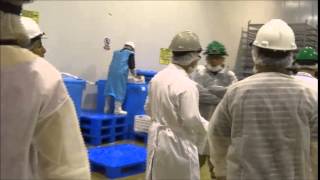 Fish Processing plant Lima Peru Pesquera Diamante [upl. by Asirret]