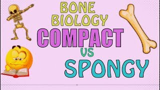 Bone Biology COMPACT BONE VS SPONGY BONE  EASY FAST REVIEW [upl. by Affrica]