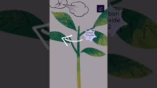 Photosynthesis animation  biology nature plant physiology [upl. by Animehliw]