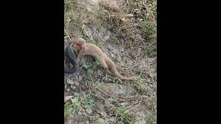 Snake vs mongoose Snakefight animalfacts mongoose shortsvideo gyaane [upl. by Ikuy8]