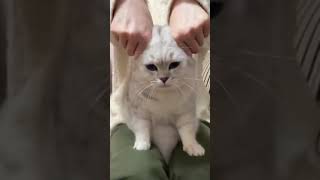 cat and motorcycle cat funnycatvideo cute [upl. by Airegin800]