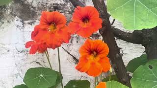 Nasturtium Edible Flower amp Leaves Beautiful Orange and Yellow in Colour flower garden gardening [upl. by Gayler]