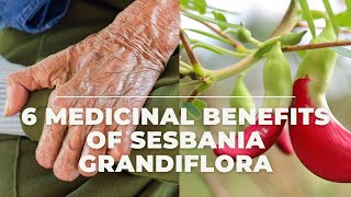 6 Beneficial Medicinal Benefits of Sesbania Grandiflora [upl. by Dulcinea]