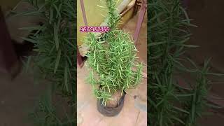 Rosemary available  home gardenflowerplant indoorplants 🍁🌿🌿🌿🌿 [upl. by Randee]