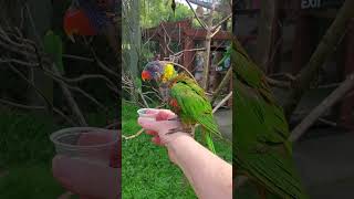 Feeding Lorikeets at the Riverbanks Zoo  Columbia SC [upl. by Birdt]