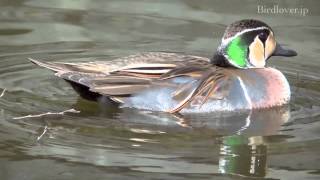 野鳥撮影・ トモエガモ♂ Baikal teal [upl. by Durant57]