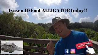 Alligators at Wakodahatchee Wetlands Delray Beach Florida [upl. by Gulick129]