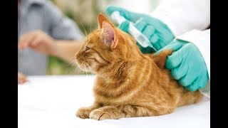 VACUNAS PARA GATOS 😺 algunas OBLIGATORIAS otras NECESARIAS para la buena salud de tu gato [upl. by Annaierb]